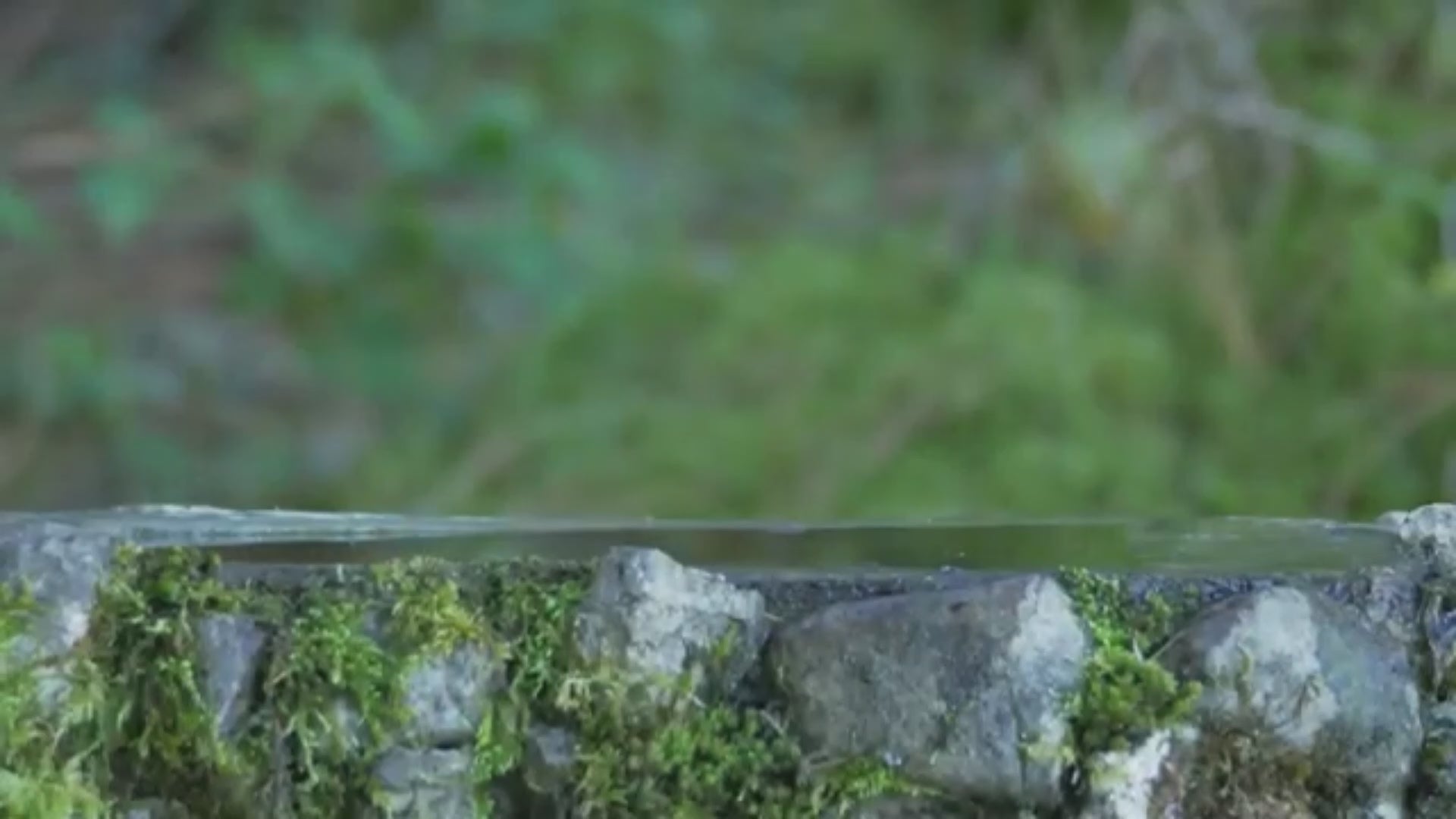 Cargar video: 